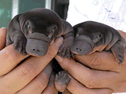 Orphaned Platypus Puggles