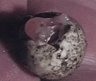 Echidna Puggle Hatching
