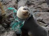 Seal with Plastic