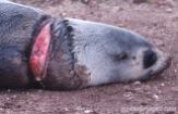australian-fur-seal
