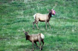 elk-with-balloon