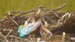 osprey-chick-with-mylar-balloon