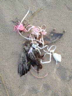 rusty-blackbird-killed-by-latex-balloons1